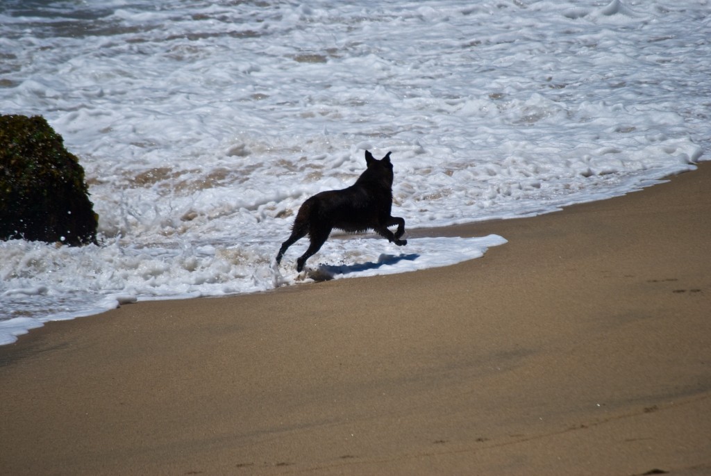 Dog on the beach in Viña del Mar, Chile 2012-01-09
