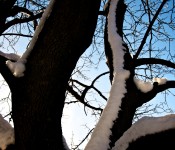 Majestic tree in Dorval 2012-02-26