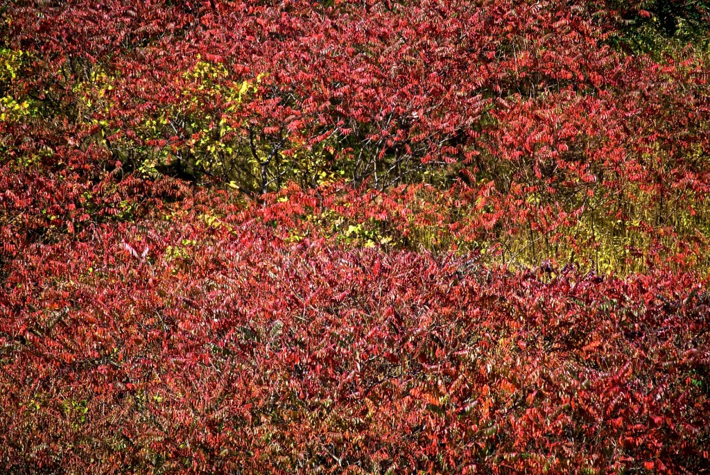 Fall foliage in Ernest Thompson Seton Park, Toronto 