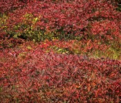 Fall foliage in Ernest Thompson Seton Park, Toronto