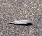 Feather near Harbour Front, Toronto 2011-09-24