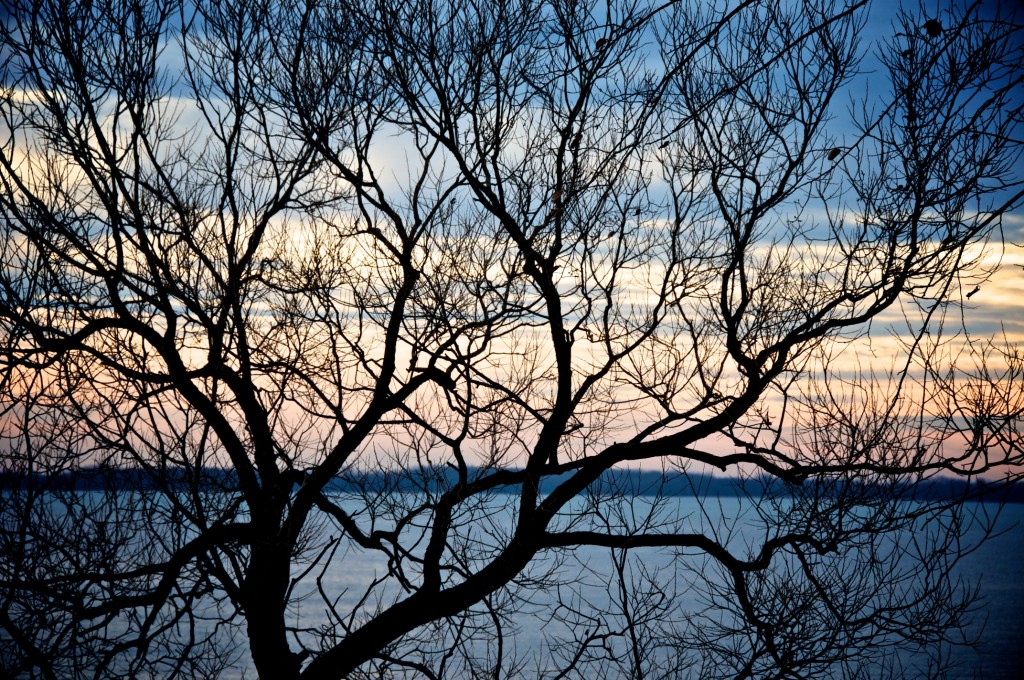 Tree silhouette by Lake Saint-Louis, Dorval 2011-11-27