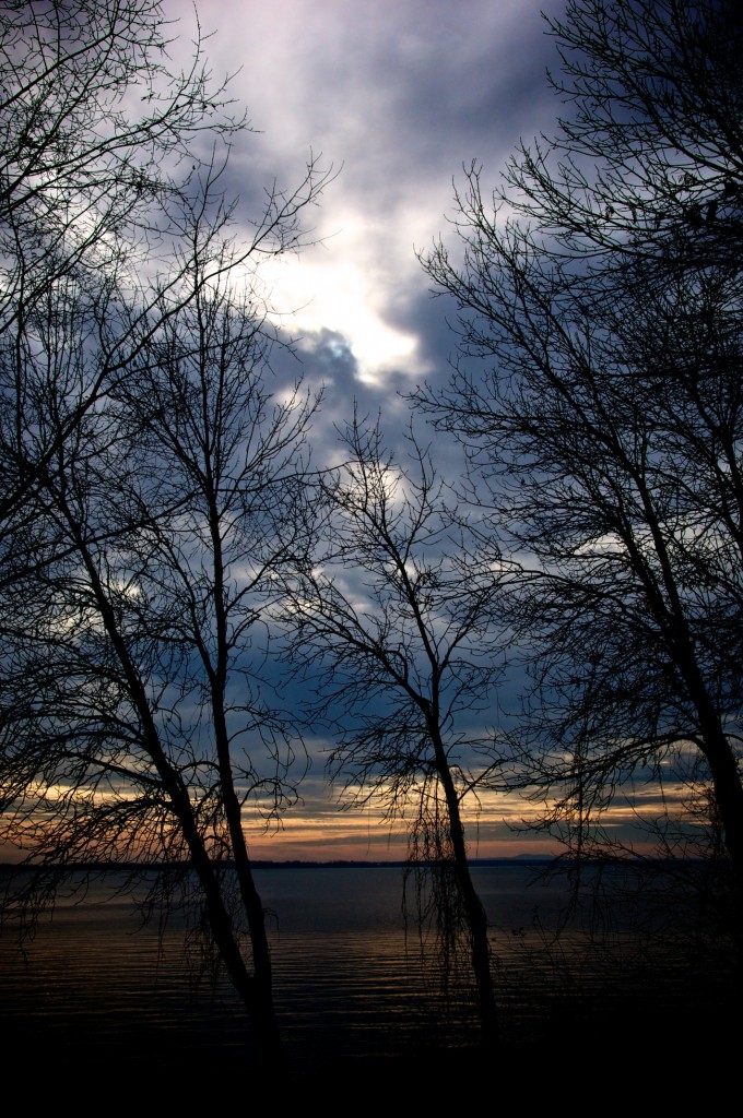 Trees near Lake Saint-Louis, Dorval 2011-11-27