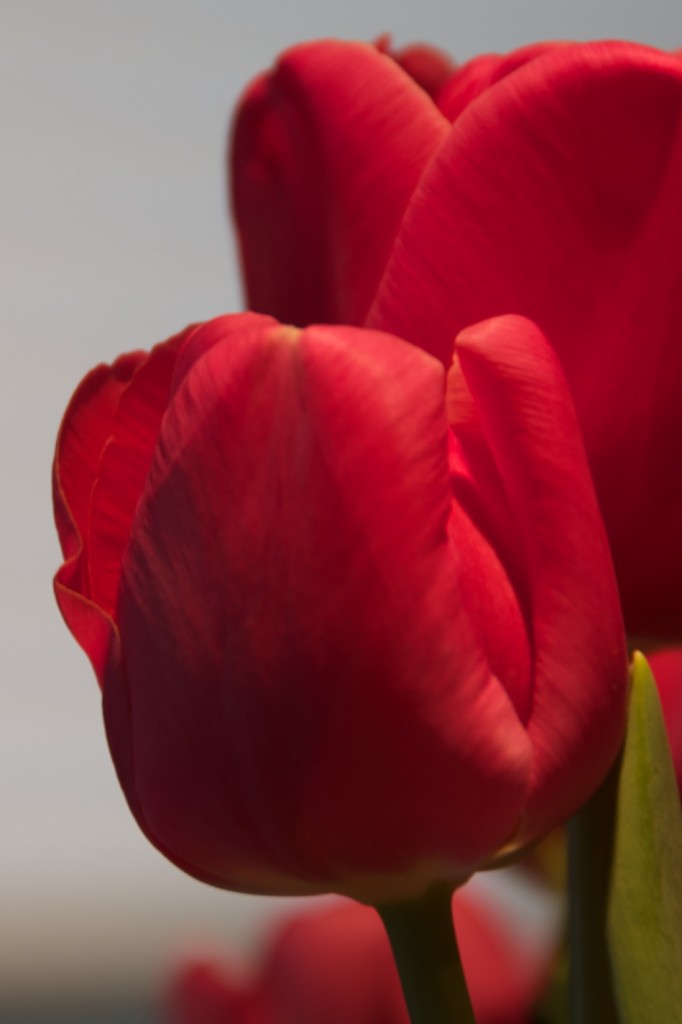 Delicate tulips, Dorval 2012-03-13