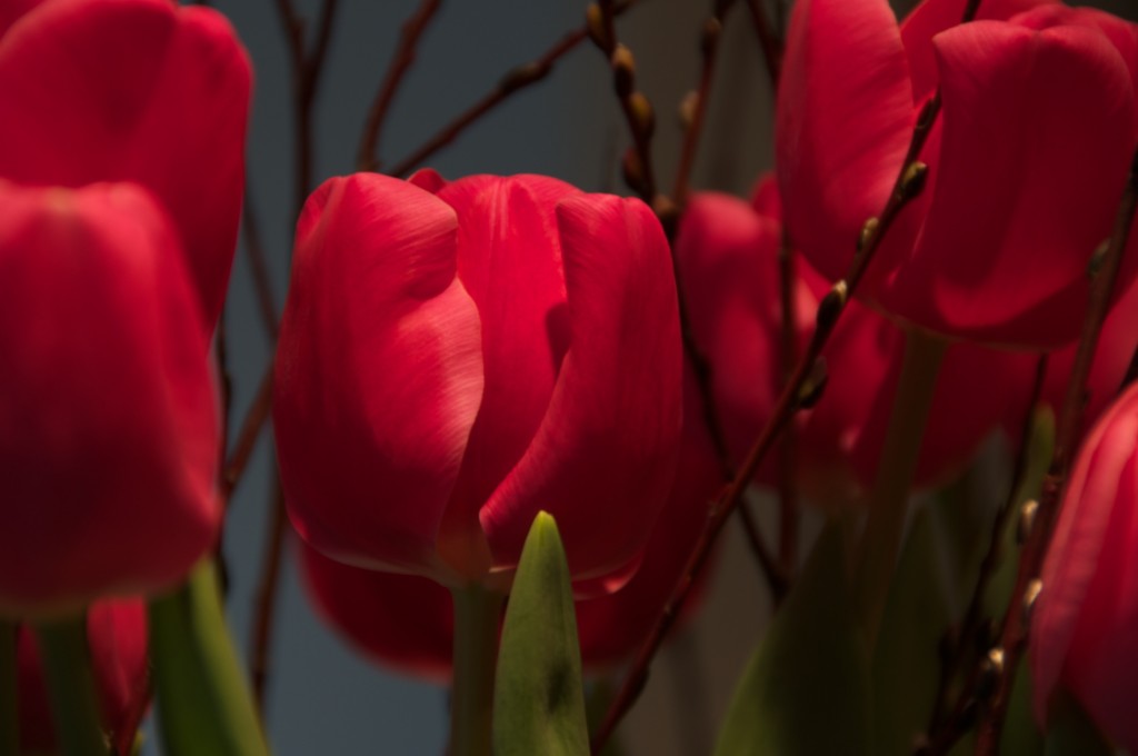 Tulips received as a gift, Dorval 2012-03-13