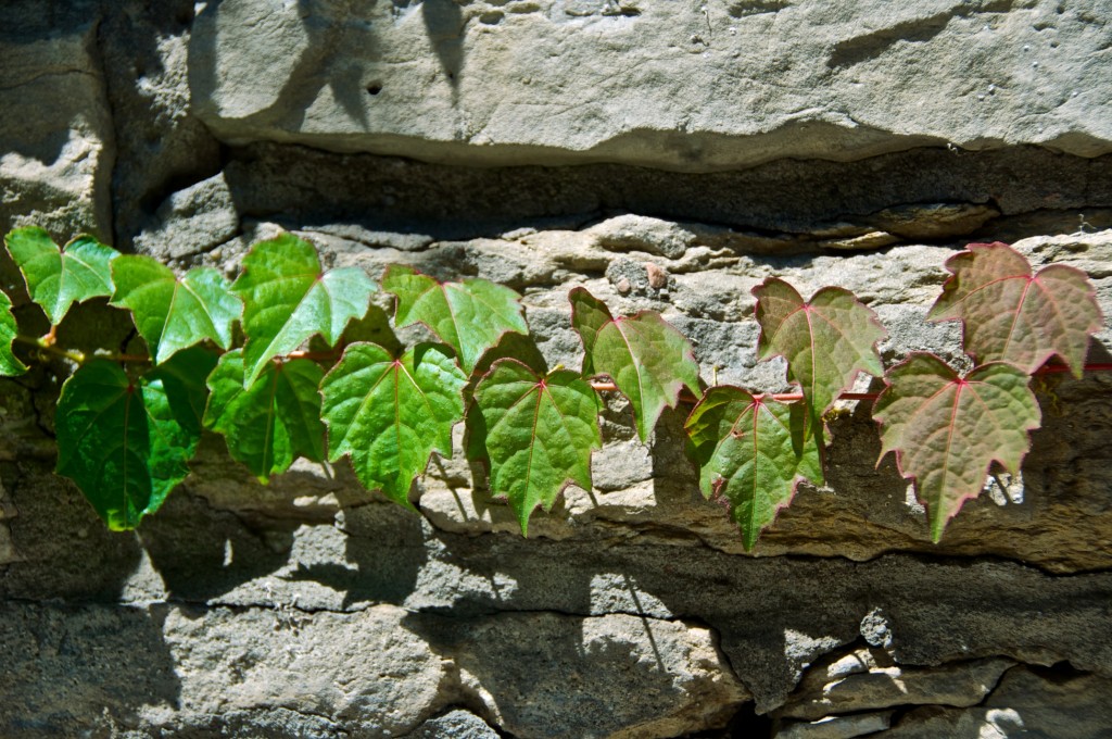 Ivy growing along a stone wall on Garden Avenue, Toronto