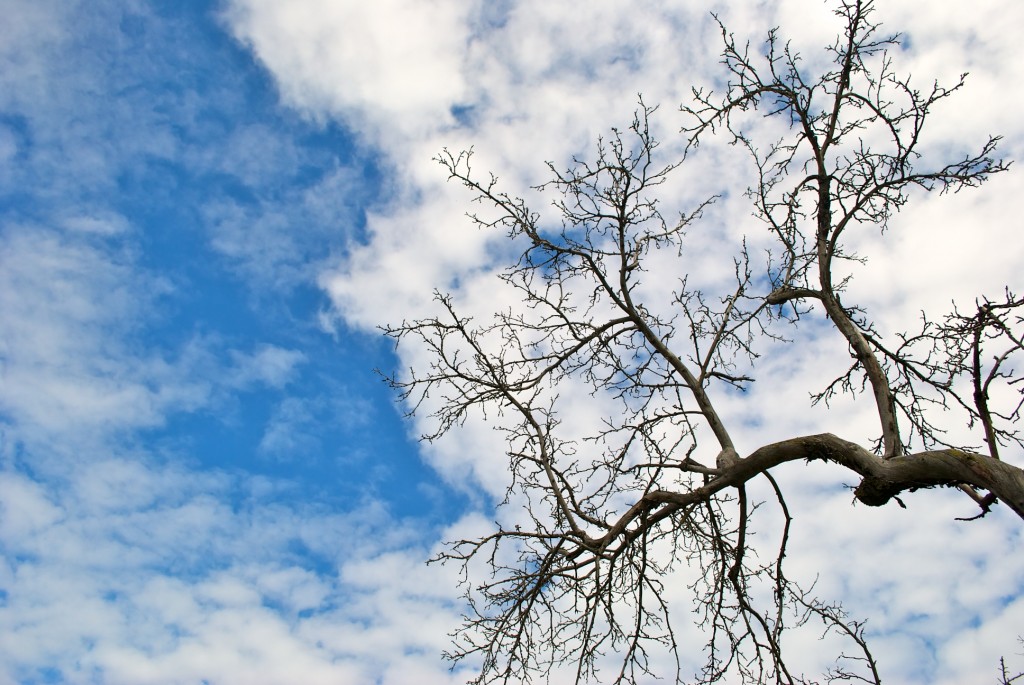 Tree and sky along Colonel Samuel Smith Park Drive, Toronto