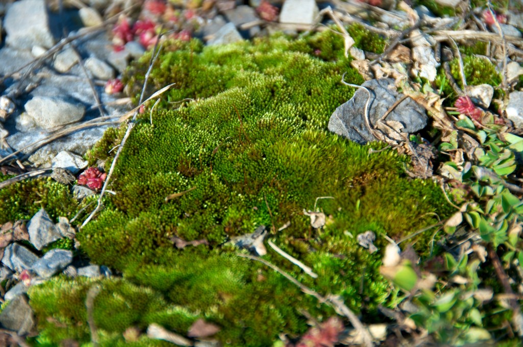 Moss in the Parc de la Baie de Valois, Dorval