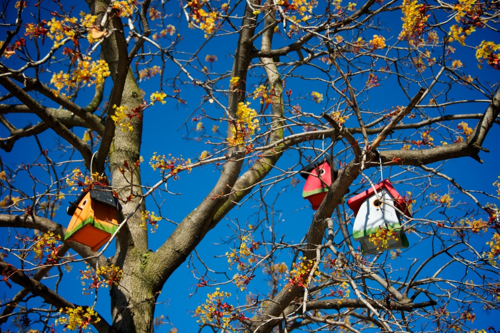 Trio of colourful bird houses in a tree on rue Crescent, Montréal 2012-04-29