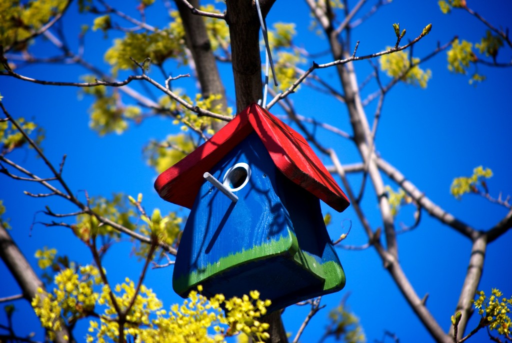 Blue, red and green bird house in a tree on rue Crescent, Montréal 2012-04-29