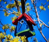 Blue, red and green bird house in a tree on rue Crescent, Montréal 2012-04-29
