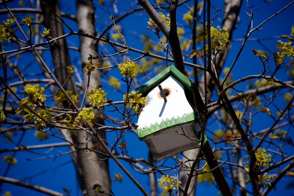 White and green bird house in a tree on rue Crescent, Montréal 2012-04-29