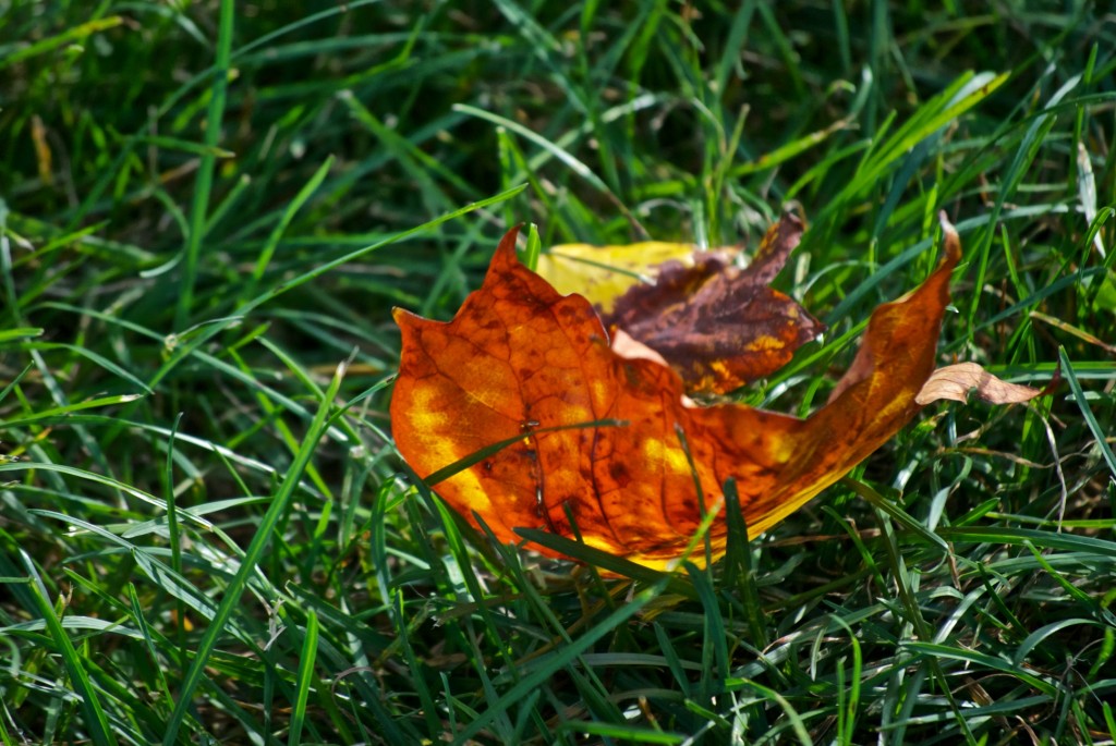 Fallen leaves in Ashbridge's Bay Park, Toronto 