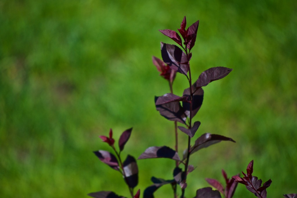 Purpleleaf sandcherry (Prunus x cistena) 