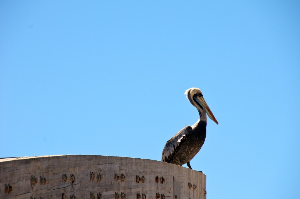 Perched pelican along the ocean front in Valparaíso, Chile 2010-12-19