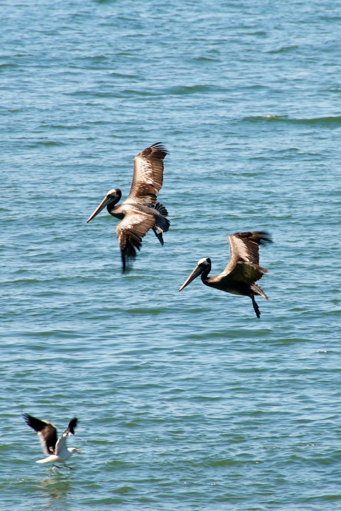 Birds, including pelicans, in Concón, Chile 2010-12-20