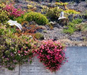 Hanging plants by Avenida Borgoño in Concón, Chile 2010-12-20