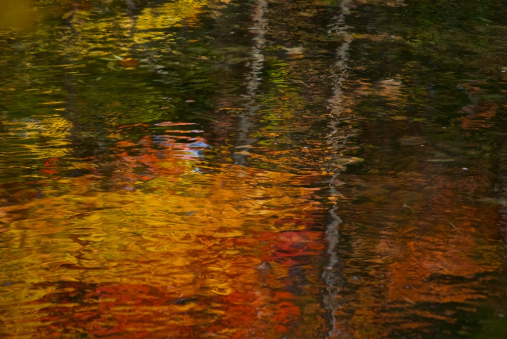 Water reflections in Edward Gardens, Toronto 2011-10-11