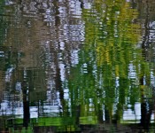 Trees reflecting in Ashbridge's Bay, Toronto 2010-10-11