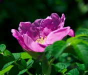 Pink rose along Lakeshore Drive, Dorval 2012-06-05