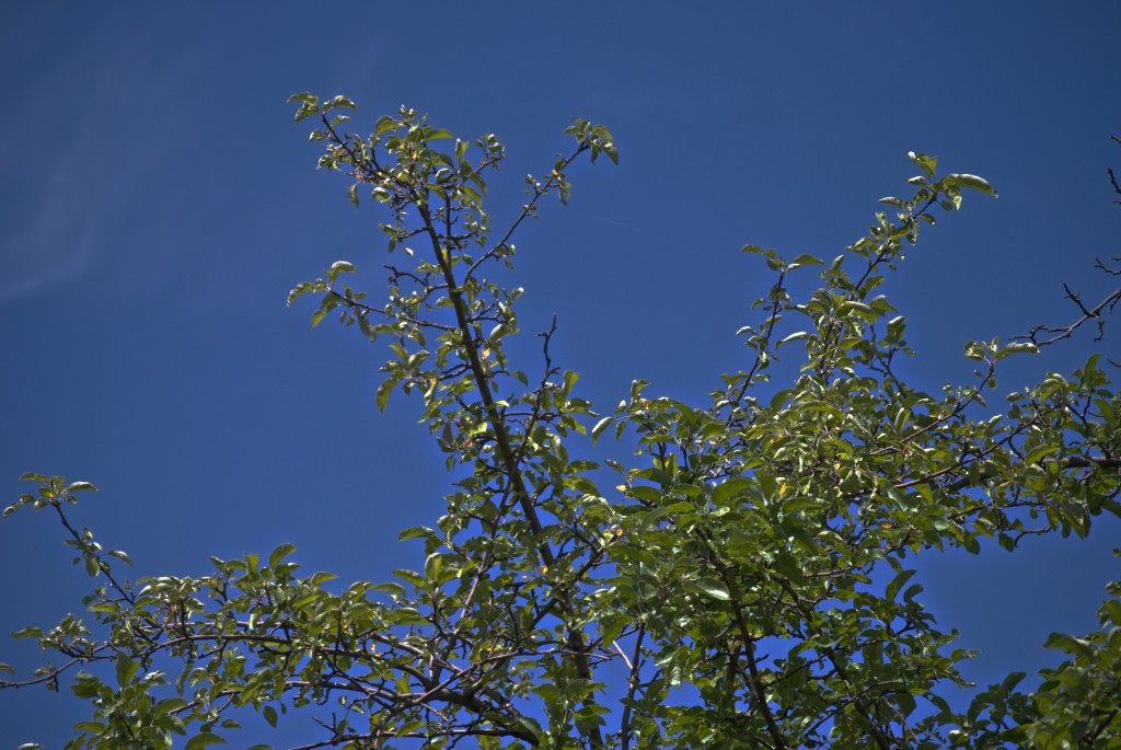 Tree in Dorval 2012-06-23