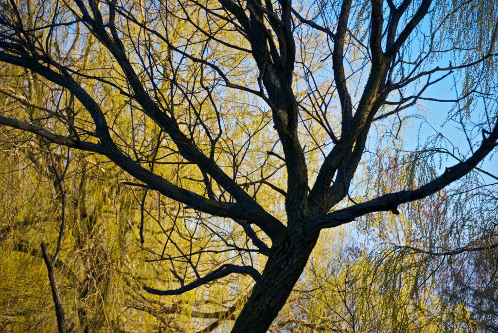 Trees in Ashbridge's Bay Park, Toronto 2011-05-05