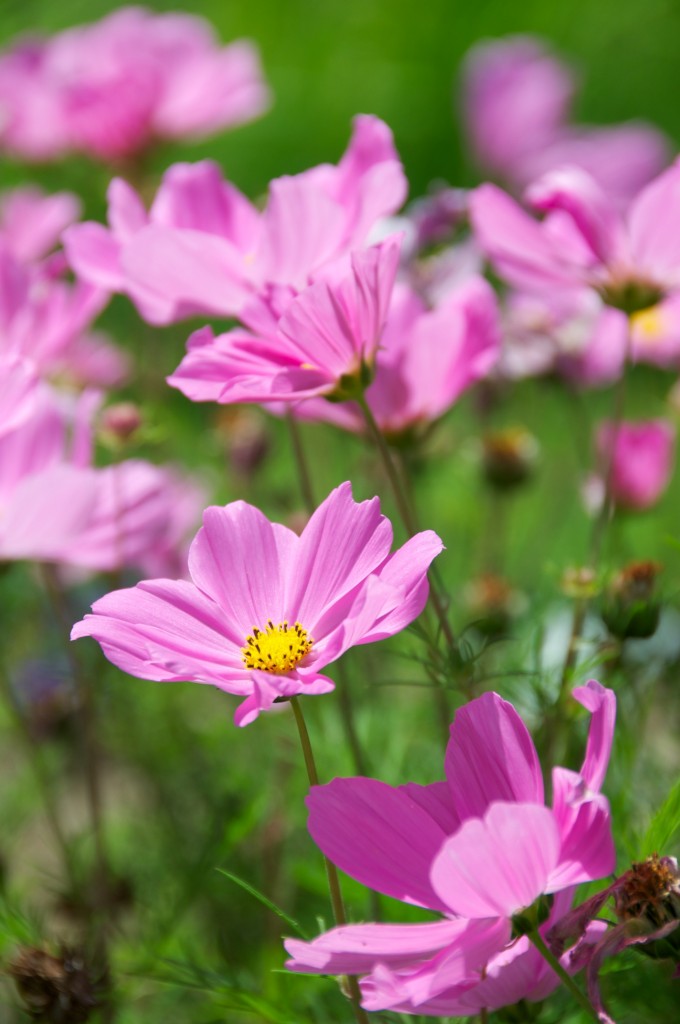 Cosmos [Cosmo bipinnatus "Sonata"] Dorval 2012-06-23