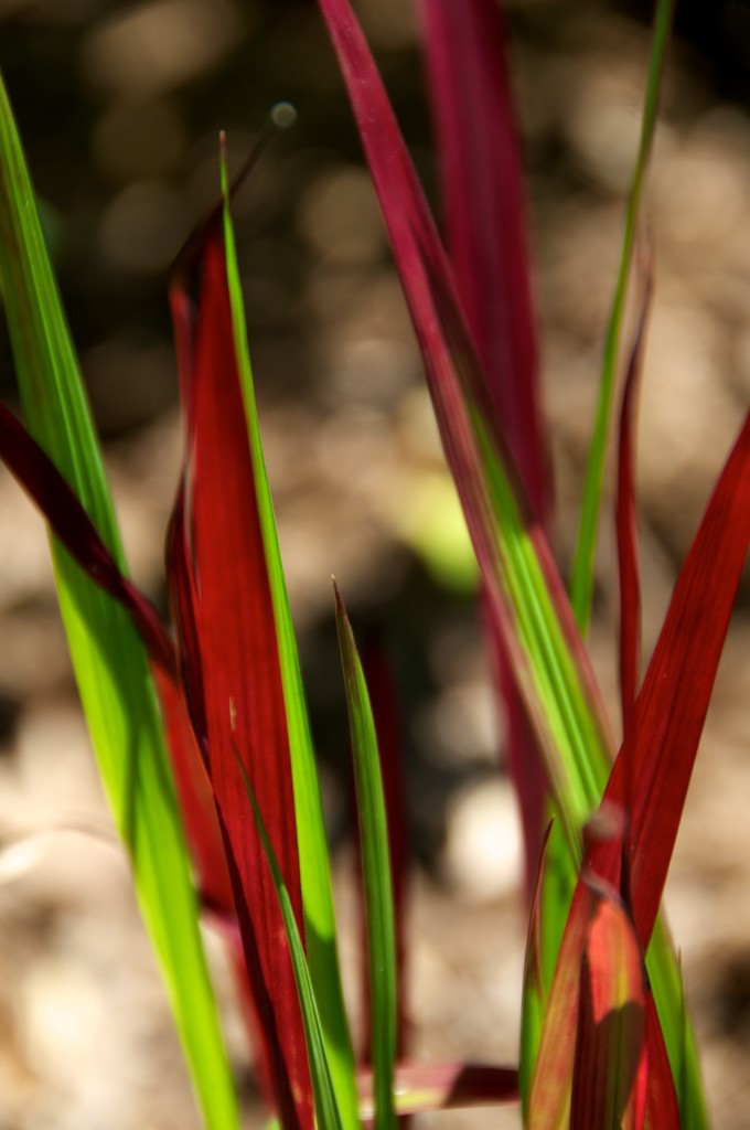 Japanese blood grass [Imperata cylindrica "Red Baron"] Dorval 2012-06-23