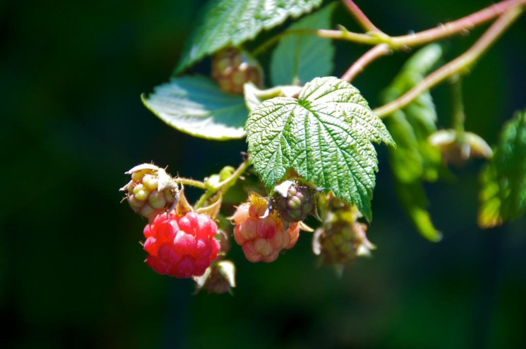 Raspberries in Dorval 2012-06-24