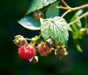 Raspberries in Dorval 2012-06-24