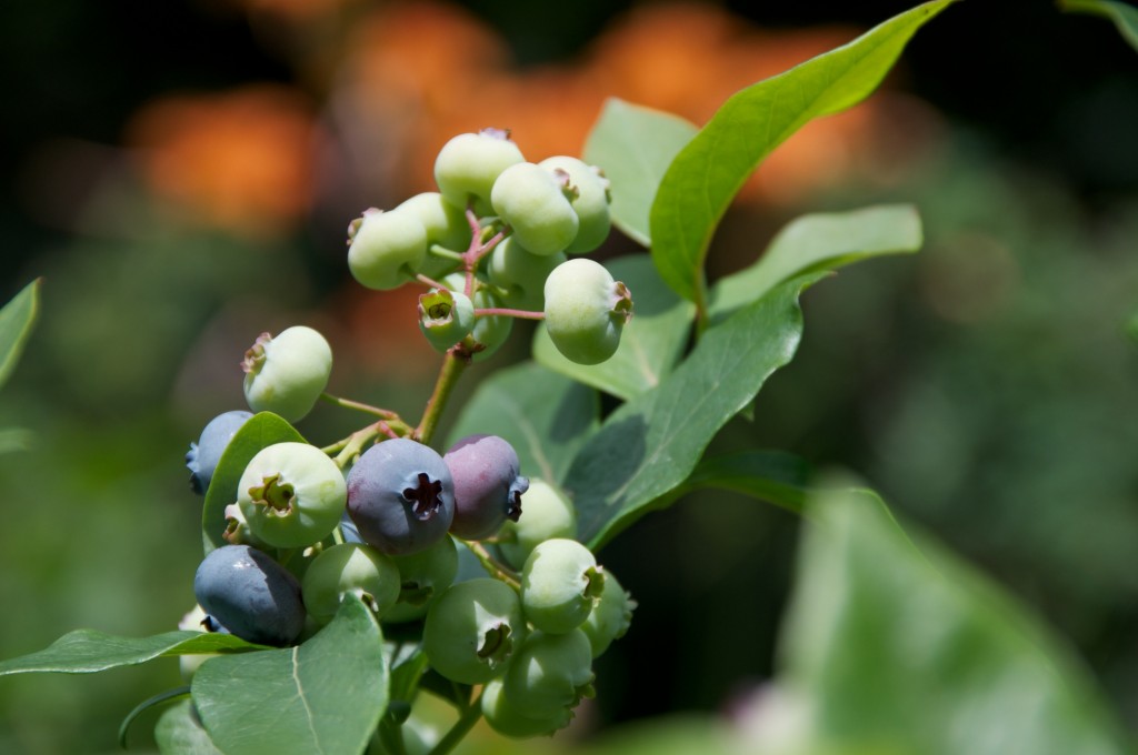 Blueberries in Dorval 2012-07-05