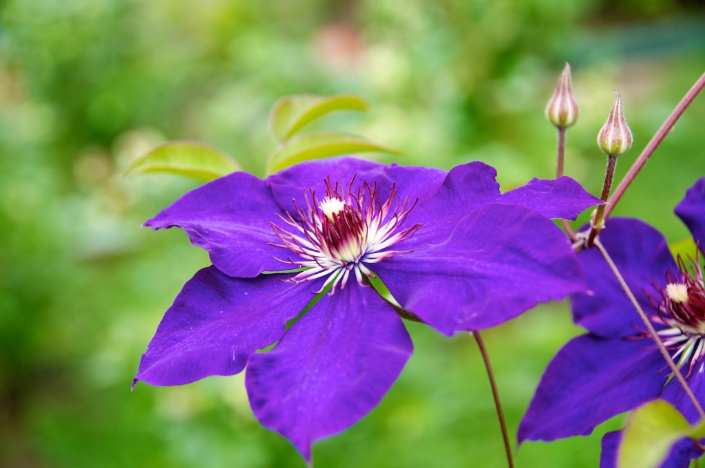 Clematis ["The President"] Dorval 2012-07-05