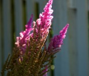 Astilbes in the area, Dorval 2012-07-25