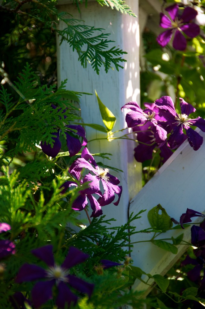 Clematis in the region, Dorval 2012-07-25