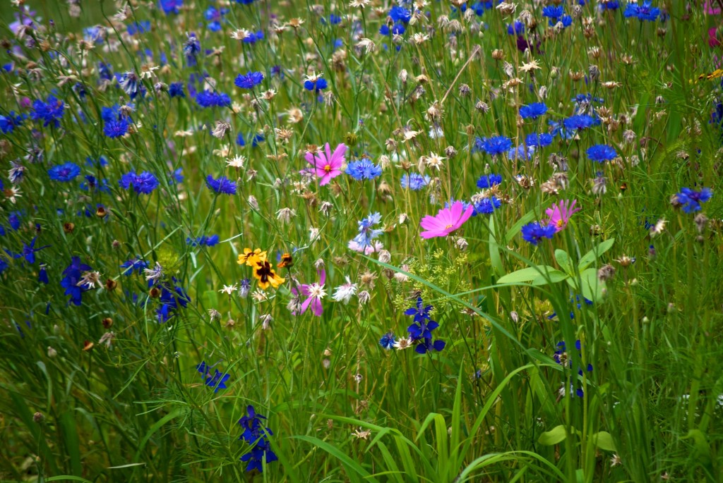 Field of flowers, Dorval 2012-07-19