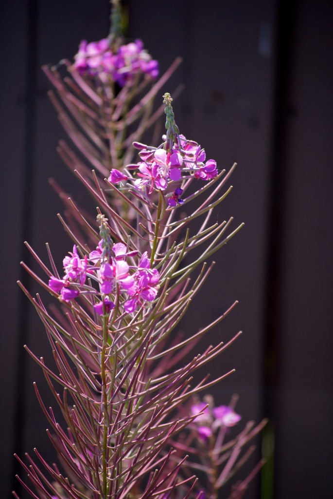 Fireweed in the vicinity, Dorval 2012-07-20
