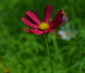 Photo by CASLworks (Cosmo flower, Dorval 2011-07-19)