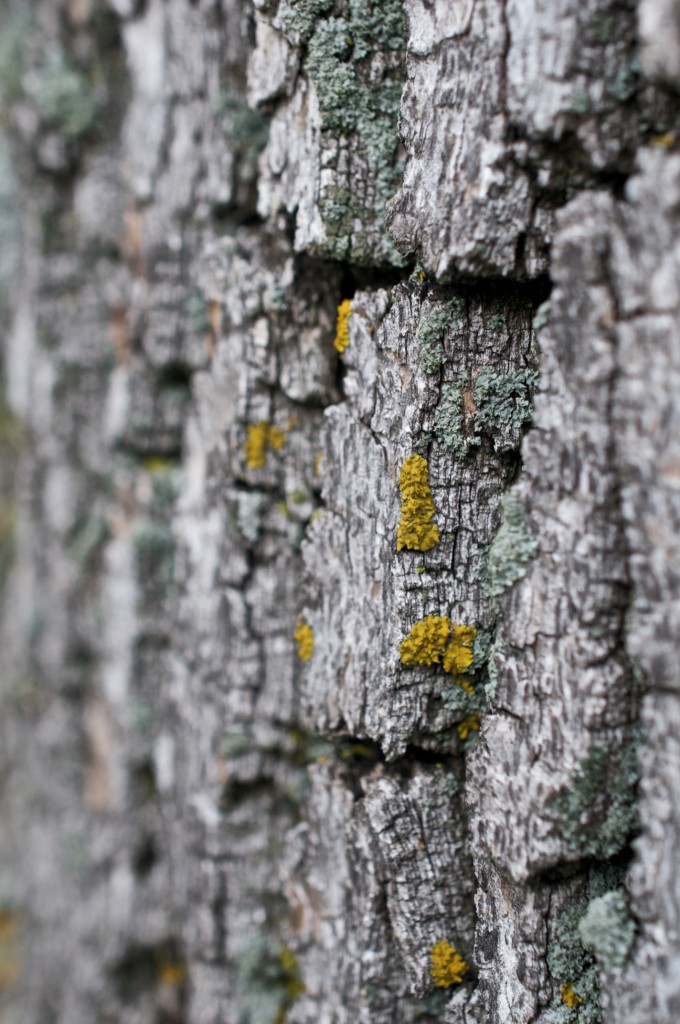 Bark and lichen in Dorval 2012-08-11