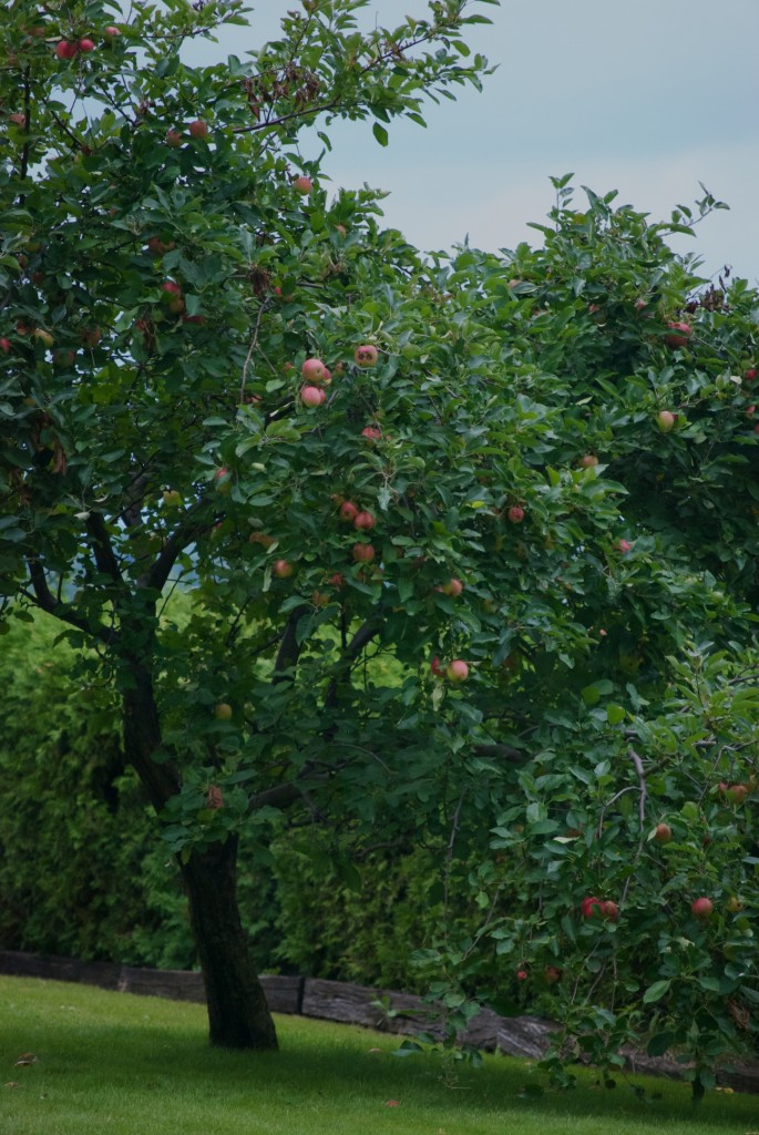 Apple tree in Dorval 2012-08-11