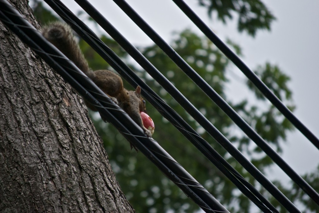 Squirrel walking on a wire in Dorval 2012-08-11