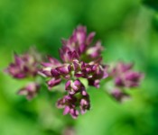 Photo by CASLworks (herb flowers, possibly oregano or marjoram, Dorval 2012-08-12)