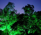 Trees at the Temple of the Jade Mountain, Hanoi, Vietnam 2008-11-13