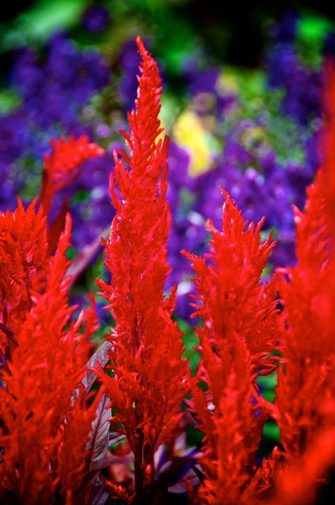 Colourful view of a municipal flower bed in Dorval 