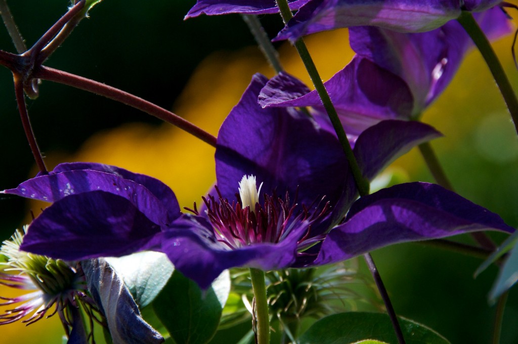 Clematis "The President" in Dorval 
