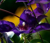 Clematis "The President" in Dorval