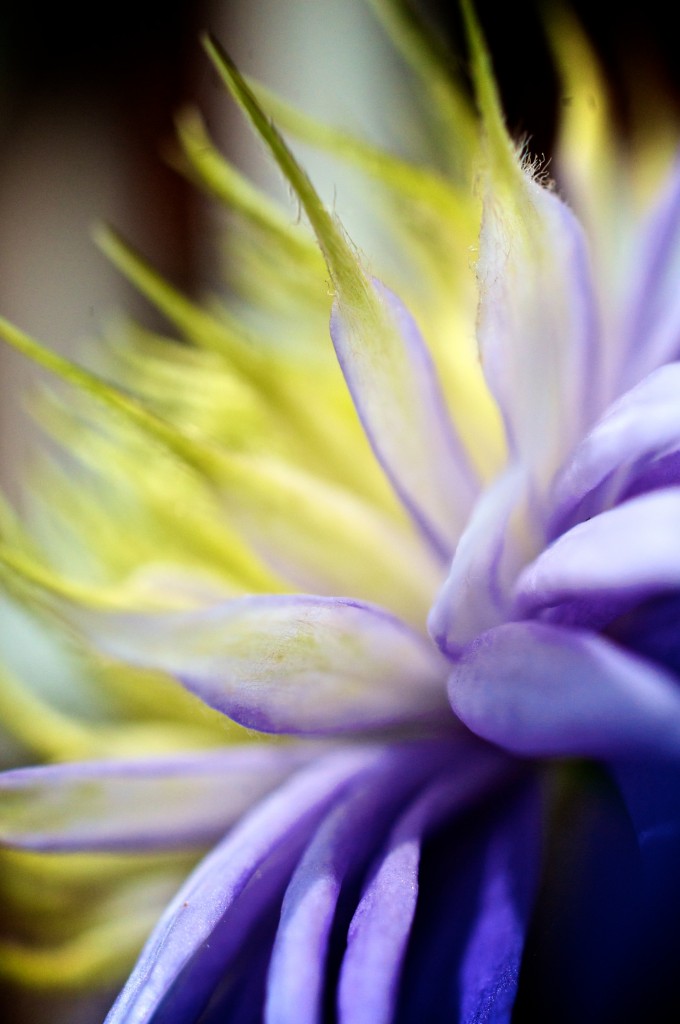 Look within a clematis "Blue Light" in Dorval 2012-08-11