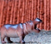 The first Rockwell family pet, a hippopotamus, Dorval 2012-08-11