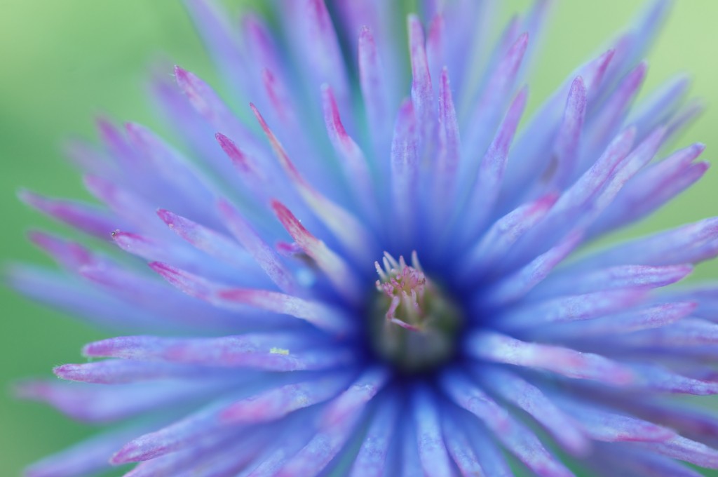 Look within a clematis "Multi Blue" in Dorval 2012-08-12