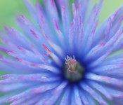 Look within a clematis "Multi Blue" in Dorval 2012-08-12