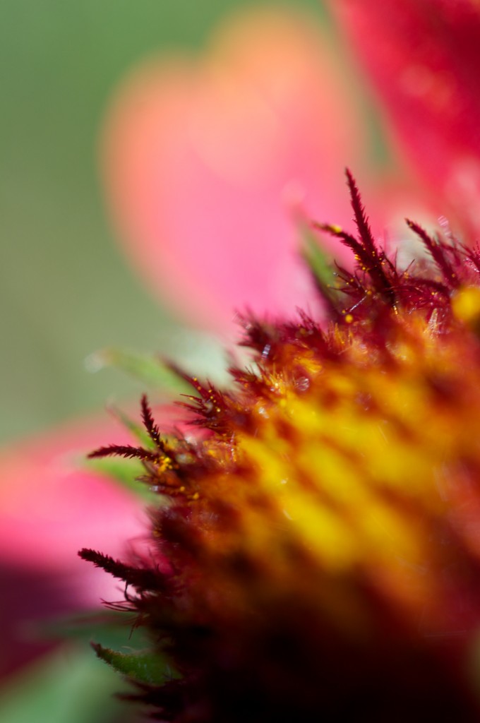 Look within a gaillardia aristata "Gallo" in Dorval 2012-08-12